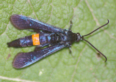 Synanthedon exitiosa