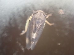 Pediopsoides distinctus