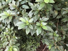 Rhododendron × pulchrum