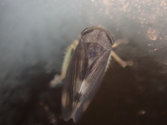 Pediopsoides distinctus