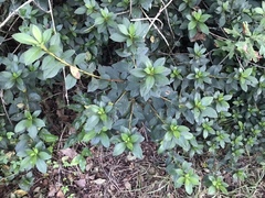Rhododendron × pulchrum