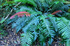 Blechnum attenuatum
