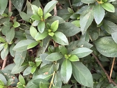 Rhododendron × pulchrum