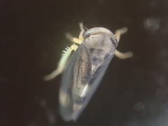 Pediopsoides distinctus