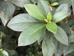 Rhododendron × pulchrum