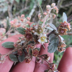 Holodiscus argenteus