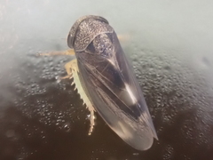 Pediopsoides distinctus