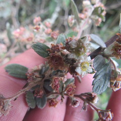 Holodiscus argenteus