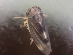 Pediopsoides distinctus