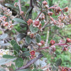 Holodiscus argenteus