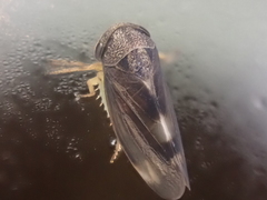 Pediopsoides distinctus