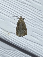 Olethreutes permundana