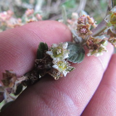 Holodiscus argenteus