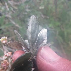 Holodiscus argenteus