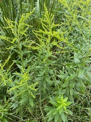 Solidago altissima