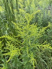 Solidago altissima