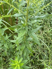 Solidago altissima