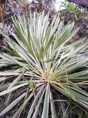 Espeletia boyacensis