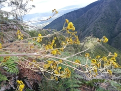 Espeletia boyacensis