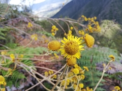 Espeletia boyacensis