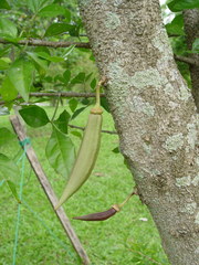 Parmentiera cereifera
