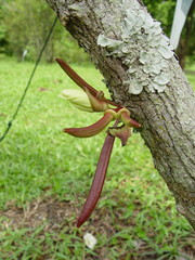 Parmentiera cereifera