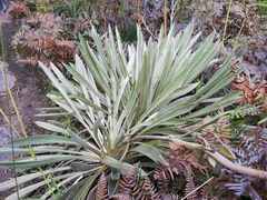 Espeletia boyacensis