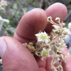 Holodiscus argenteus