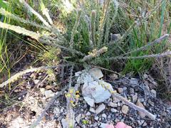 Struthiola tomentosa