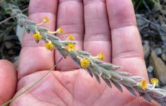 Struthiola tomentosa