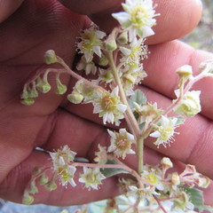 Holodiscus argenteus