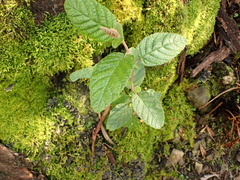Pomaderris elliptica