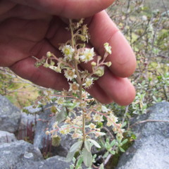 Holodiscus argenteus