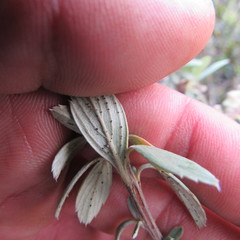 Holodiscus argenteus