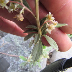 Holodiscus argenteus