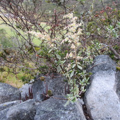 Holodiscus argenteus