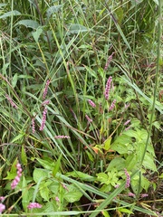 Persicaria longiseta