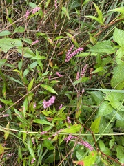 Persicaria longiseta