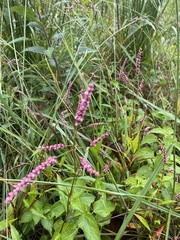 Persicaria longiseta