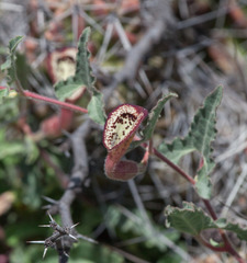 Aristolochia coryi