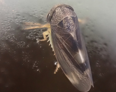 Pediopsoides distinctus