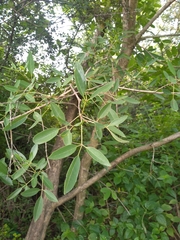 Vitex leucoxylon