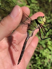 Anax parthenope julius