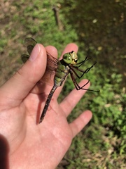 Anax parthenope julius