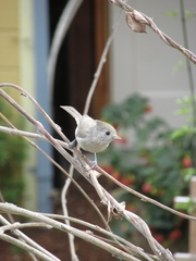 Baeolophus inornatus