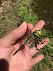 Anax parthenope julius