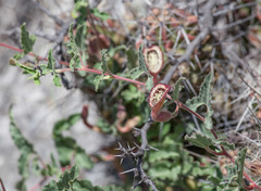 Aristolochia coryi