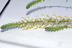 Hebenstretia robusta