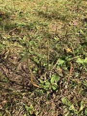 Achillea millefolium