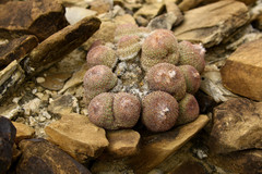 Epithelantha